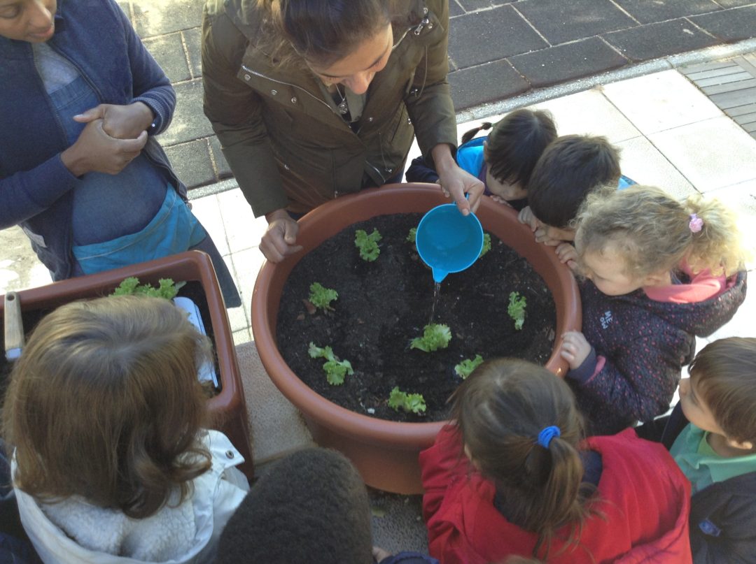 Plantação de legumes na horta do Jardim de Infância da Beloura