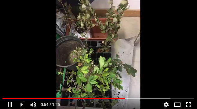 Proteger a Floresta… é Valorizar a Vida