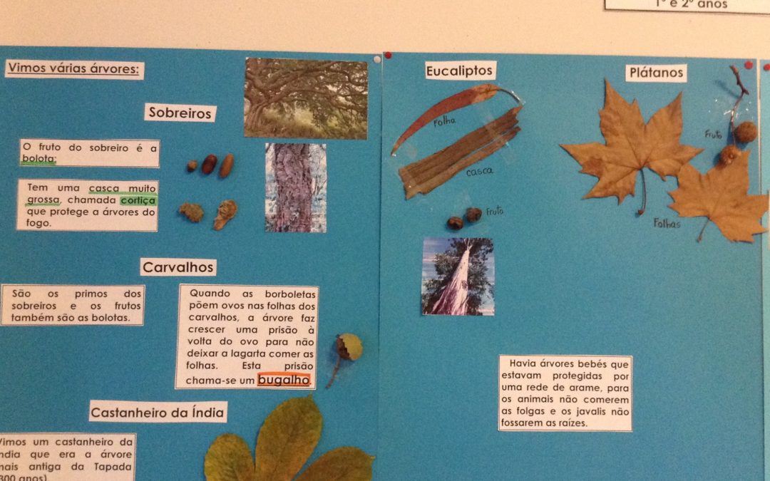 Conhecer a Floresta – Tapada de Mafra