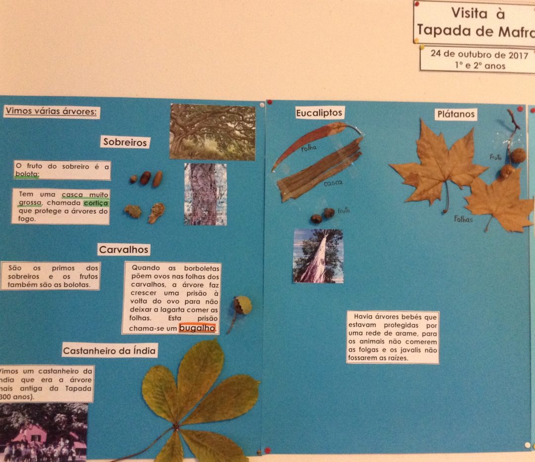 Conhecer a Floresta – Tapada de Mafra