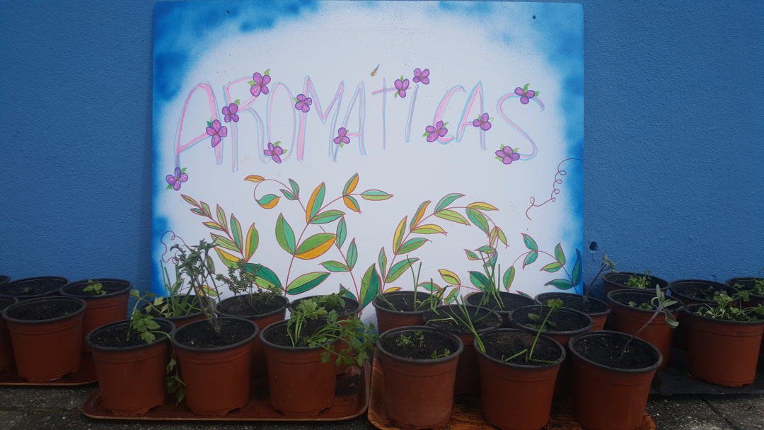 Jardim de Ervas Aromáticas