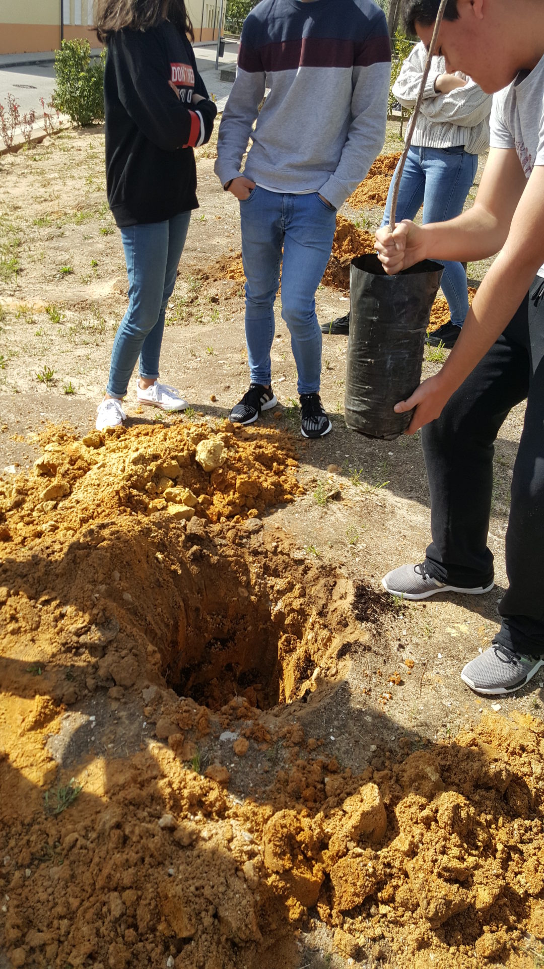 Plantação de arbustos nativos, nos espaços exteriores da EB Luísa Todi – Setúbal