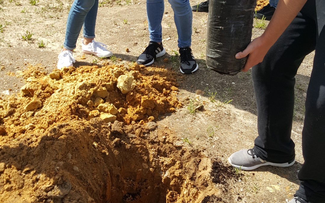 Plantação de arbustos nativos, nos espaços exteriores da EB Luísa Todi – Setúbal