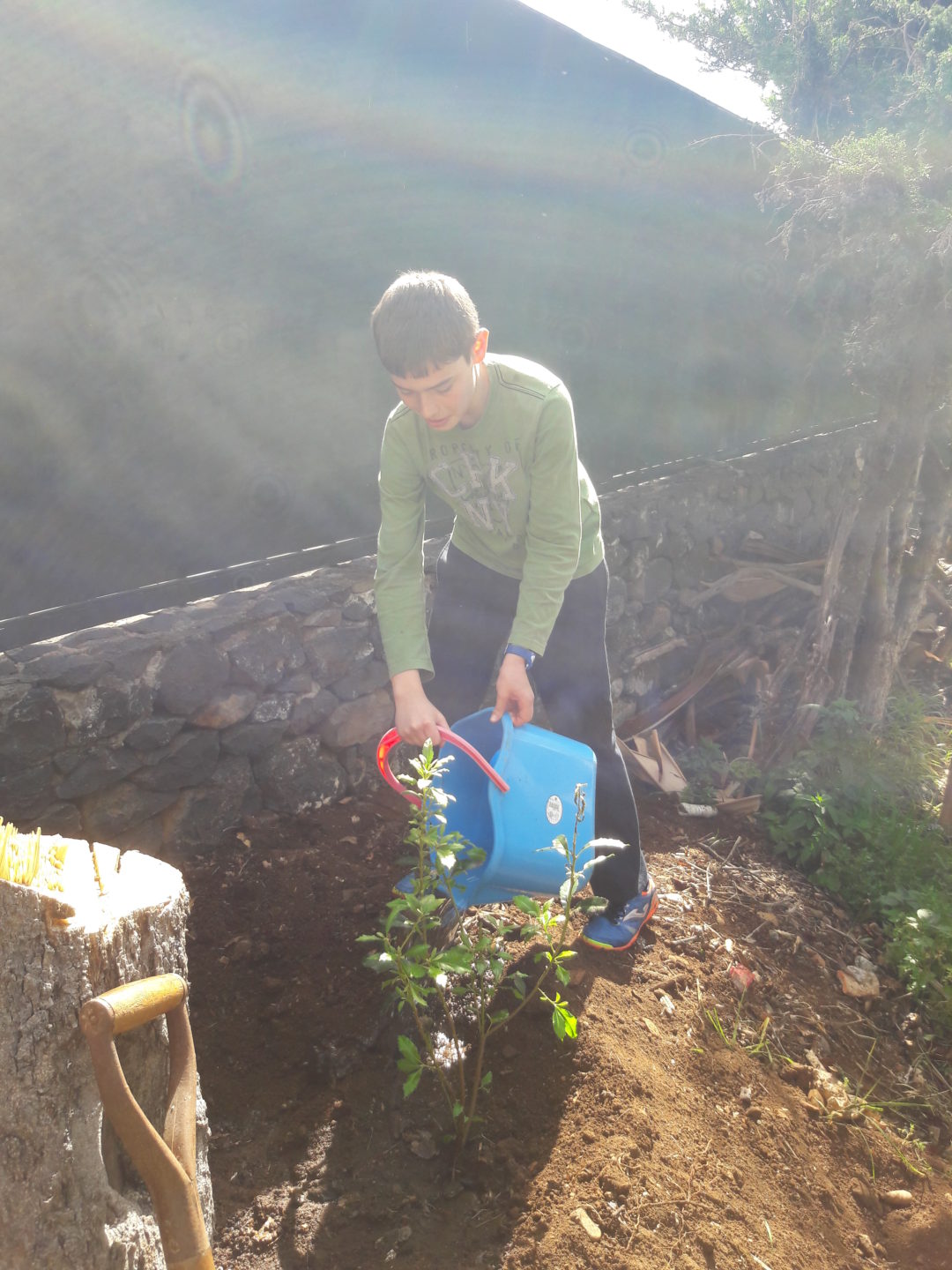 Mais uma ÁRVORE na nossa escola!