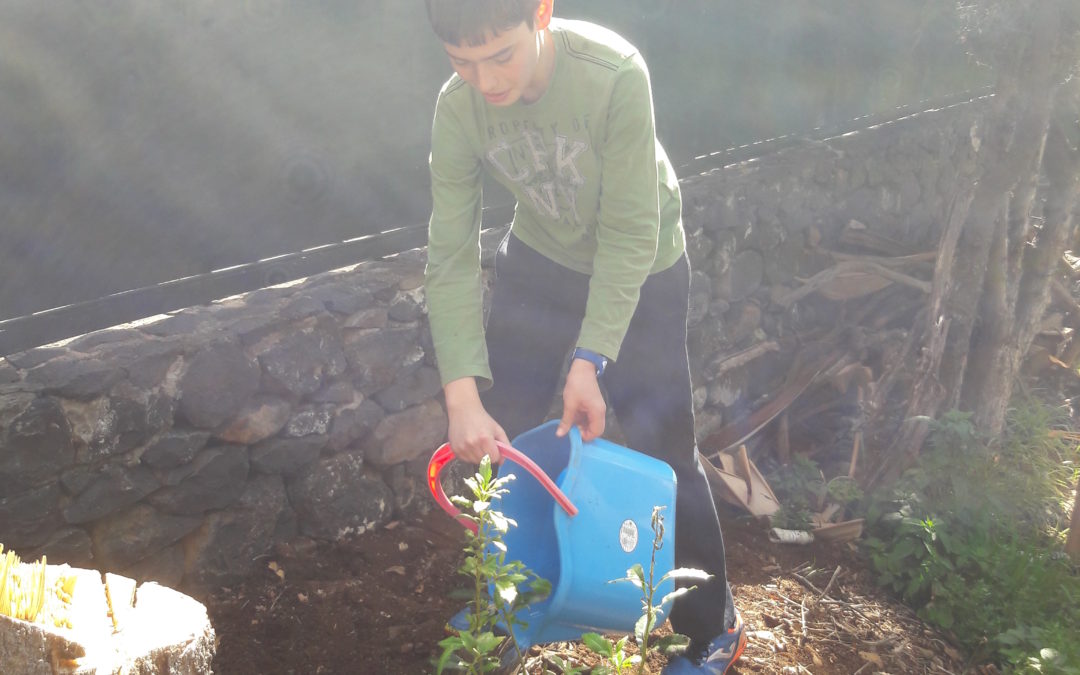 Mais uma ÁRVORE na nossa escola!