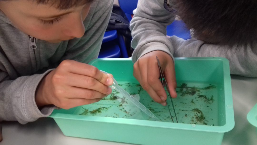 Os Macroinvertebrados do rio Lis