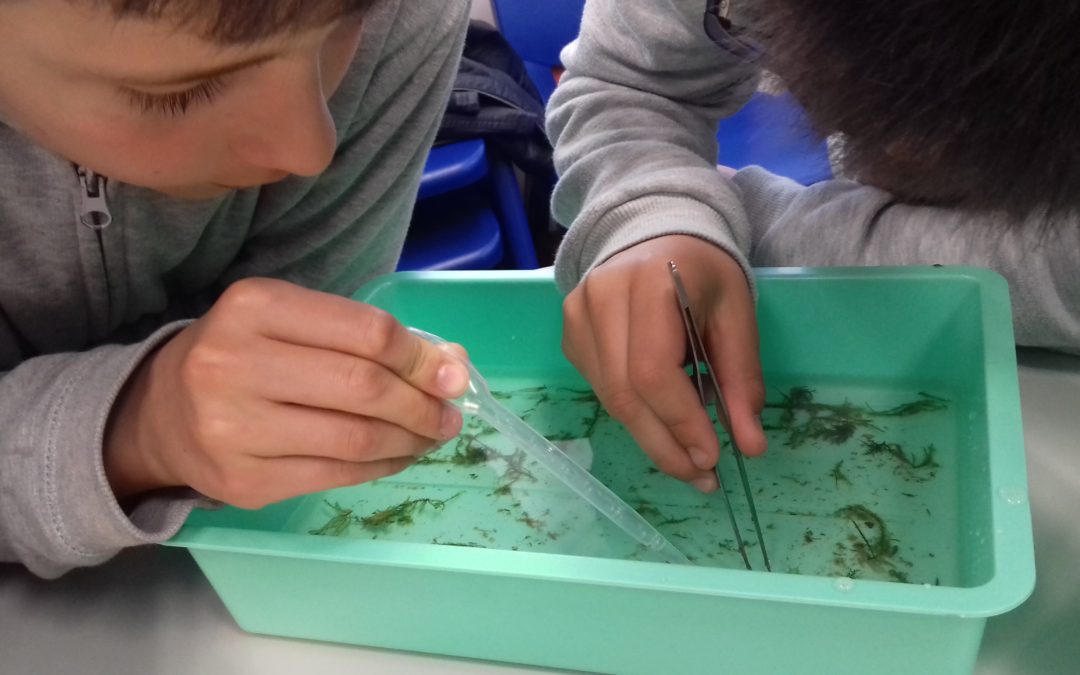 Os Macroinvertebrados do rio Lis