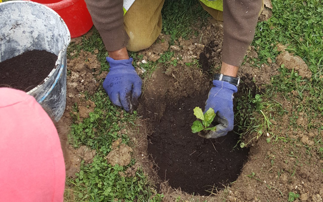 Plantação de Pequenas Grandes Árvores