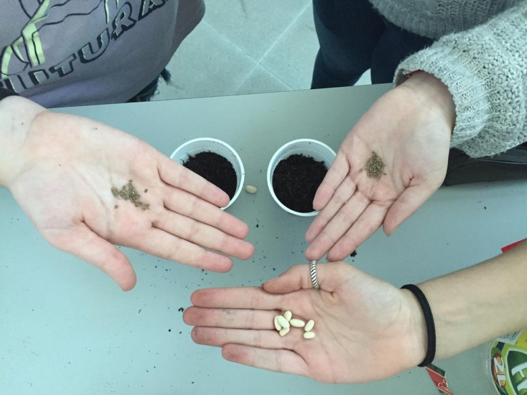 Escola Secundária Tomaz Pelayo – Jardim das aromáticas