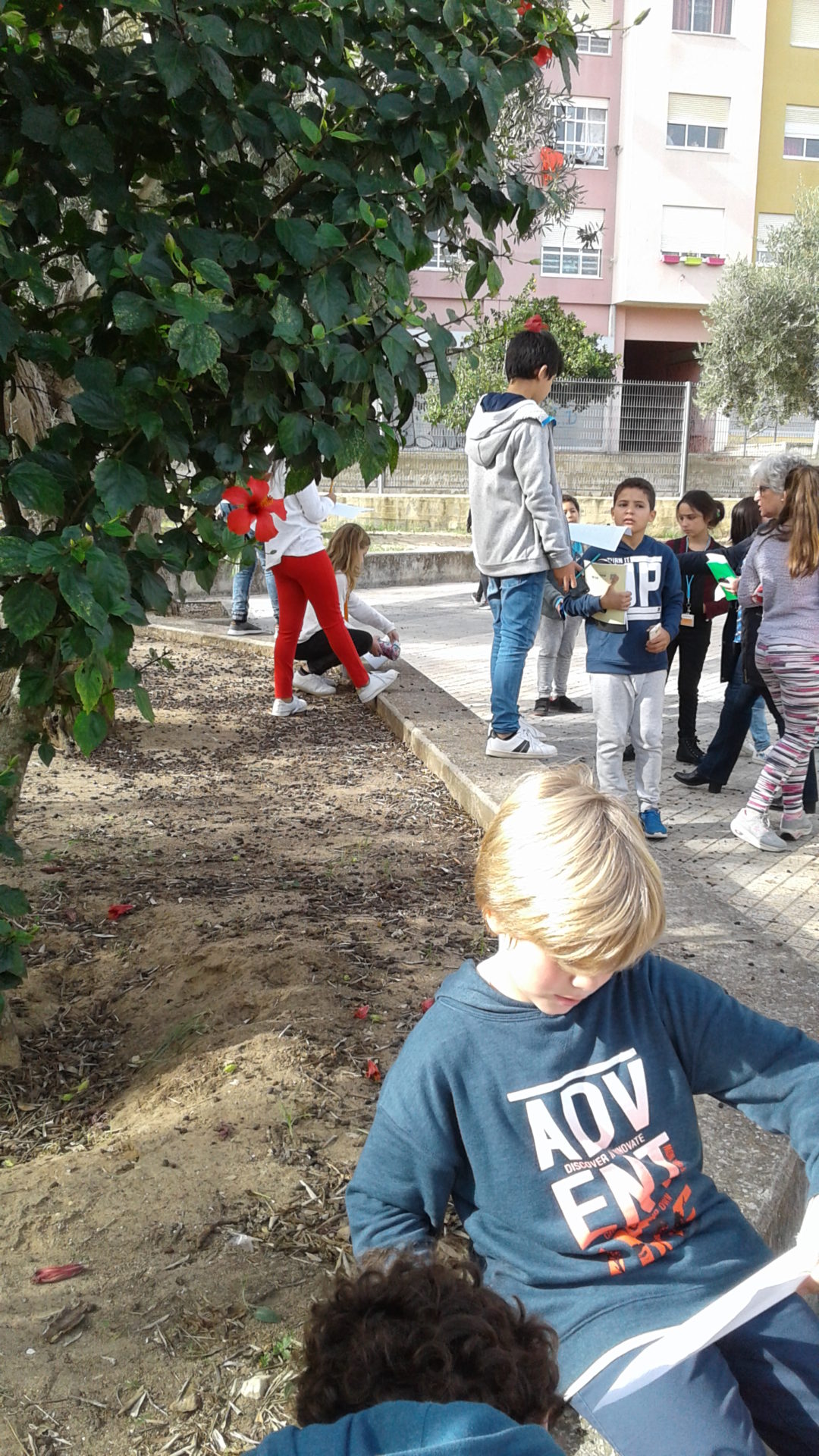 As árvores da nossa Escola