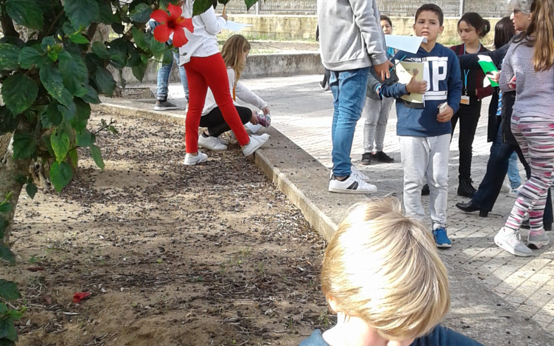 As árvores da nossa Escola