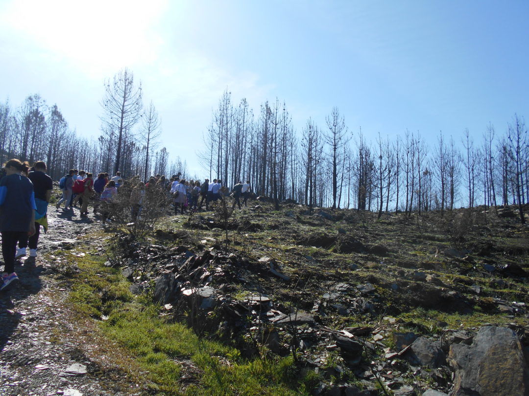 Plantação de átvores em área ardida
