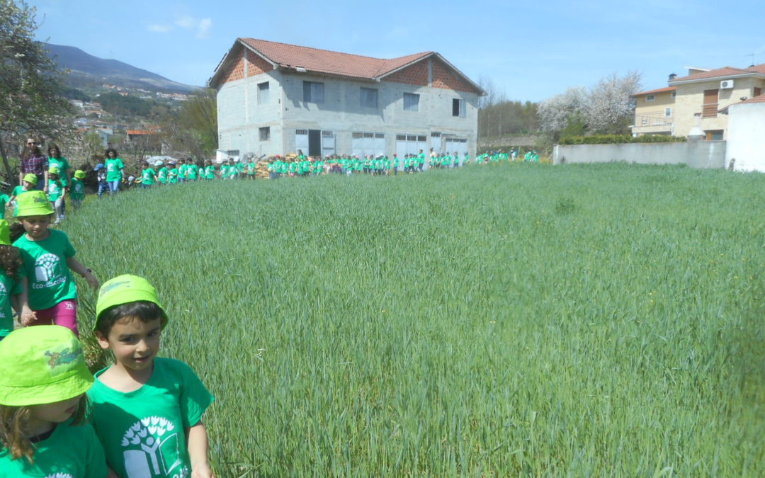 Plantação de pilriteiros