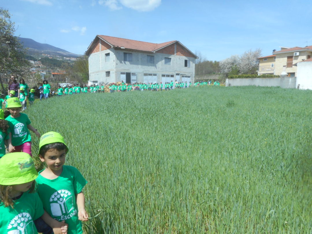 Plantação de pilriteiros