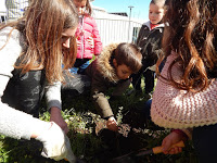 Comemoração do Dia da Árvore/Floresta