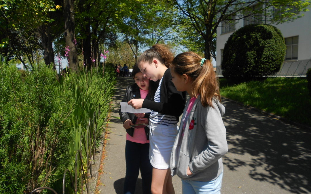 As árvores da minha escola