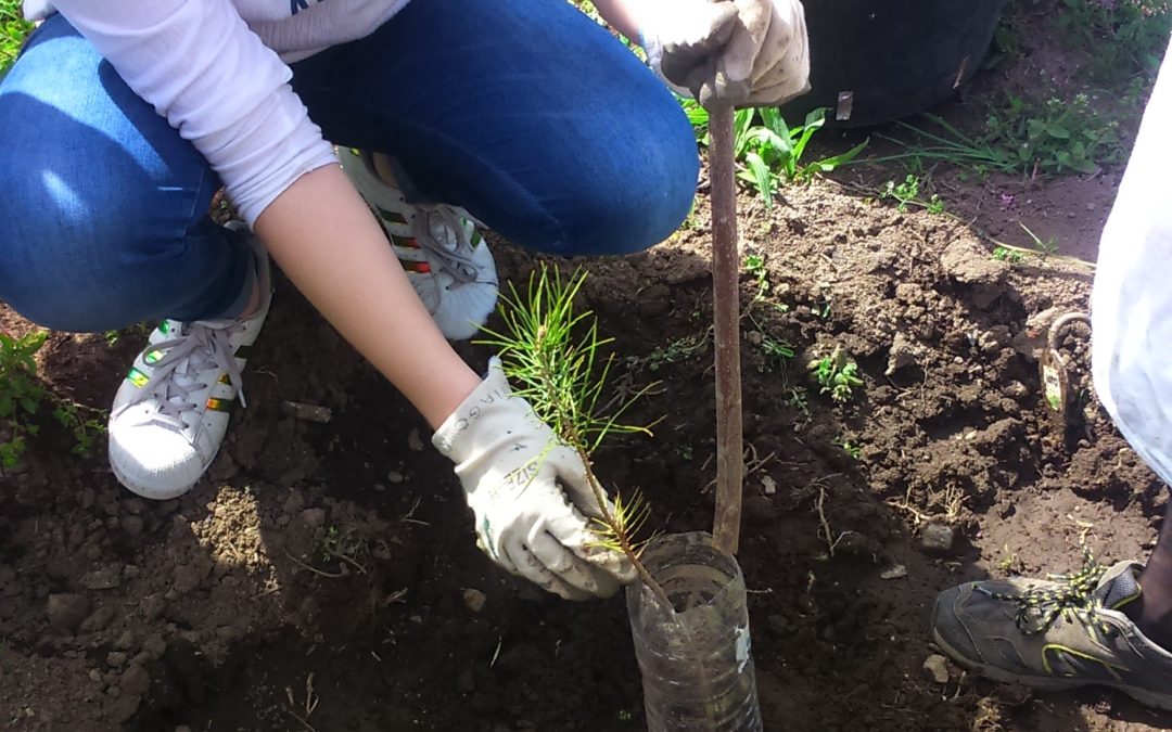 “A minha mini Floresta”