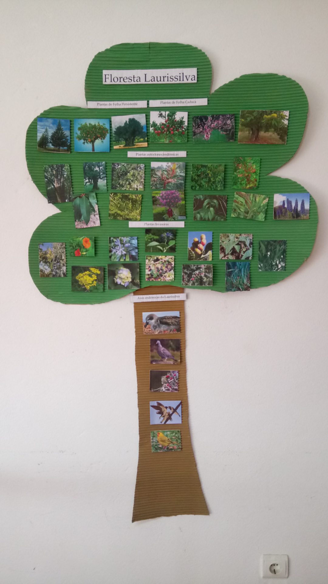 Floresta Laurissilva