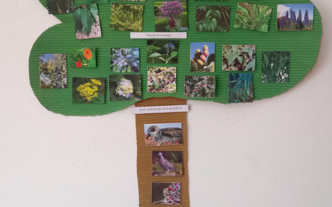 Floresta Laurissilva