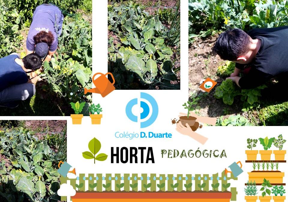 Horta Pedagógica