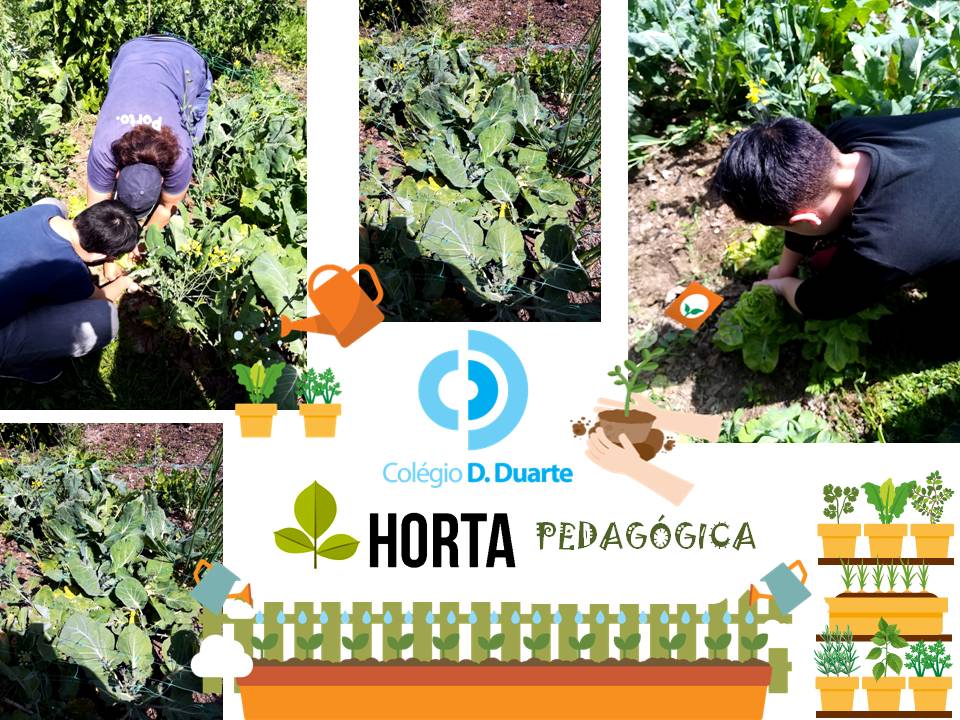 Horta Pedagógica