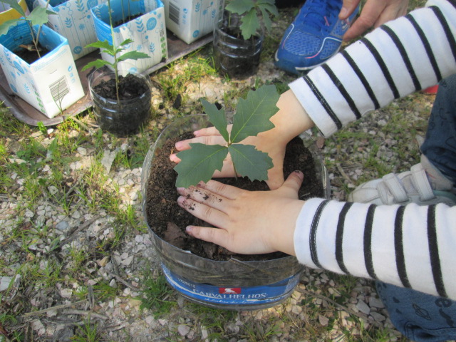 Maternidade de árvores  /  Brigada da Floresta do JI de Casais de S. Clemente / GAD