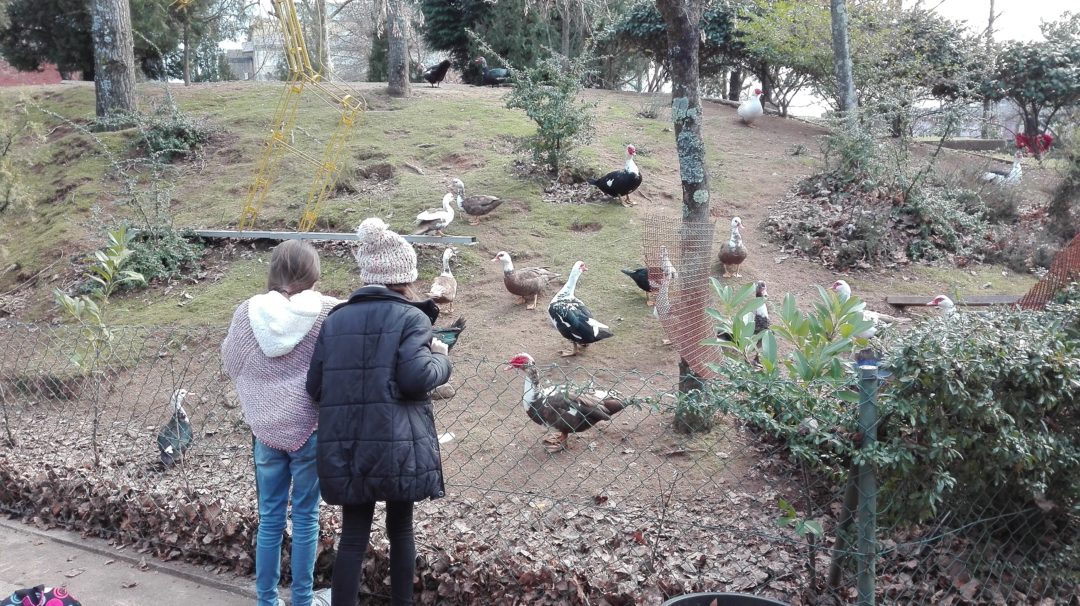 Biodiversidade na EB Lousada Centro