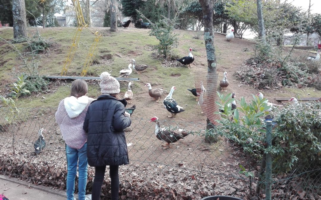 Biodiversidade na EB Lousada Centro