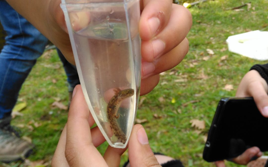 Visita a Serralves – Bioblitz