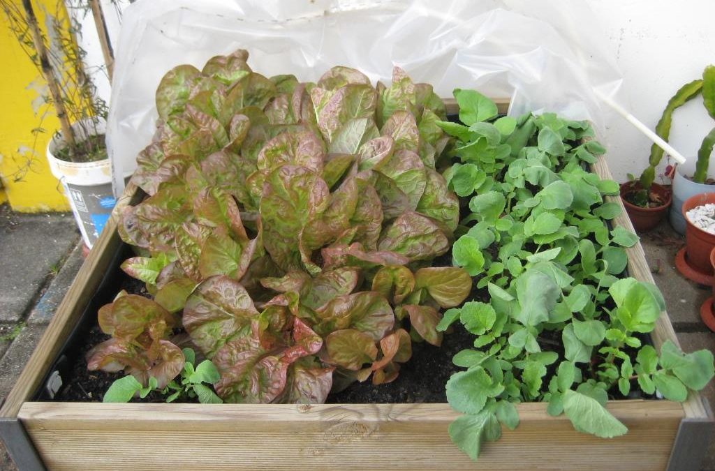 Mini Horta na escola