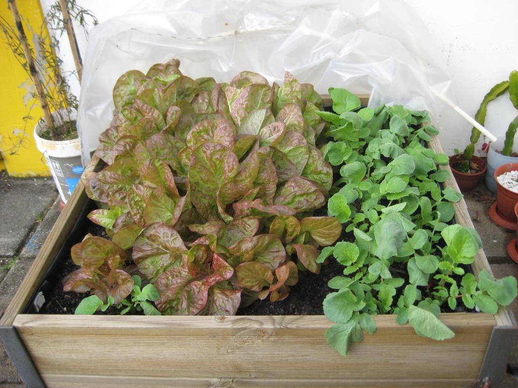 Mini Horta na escola