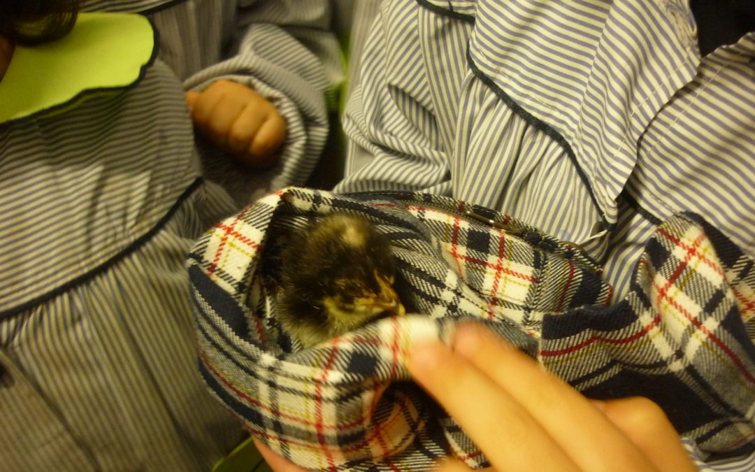 “Da terra para a mesa”