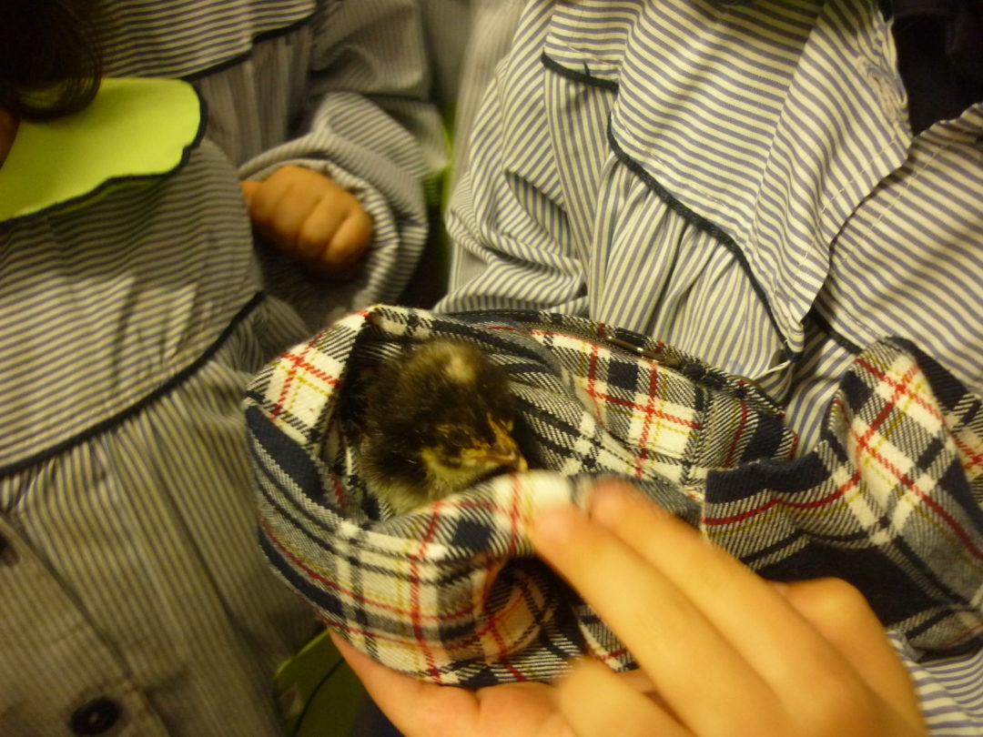 “Da terra para a mesa”