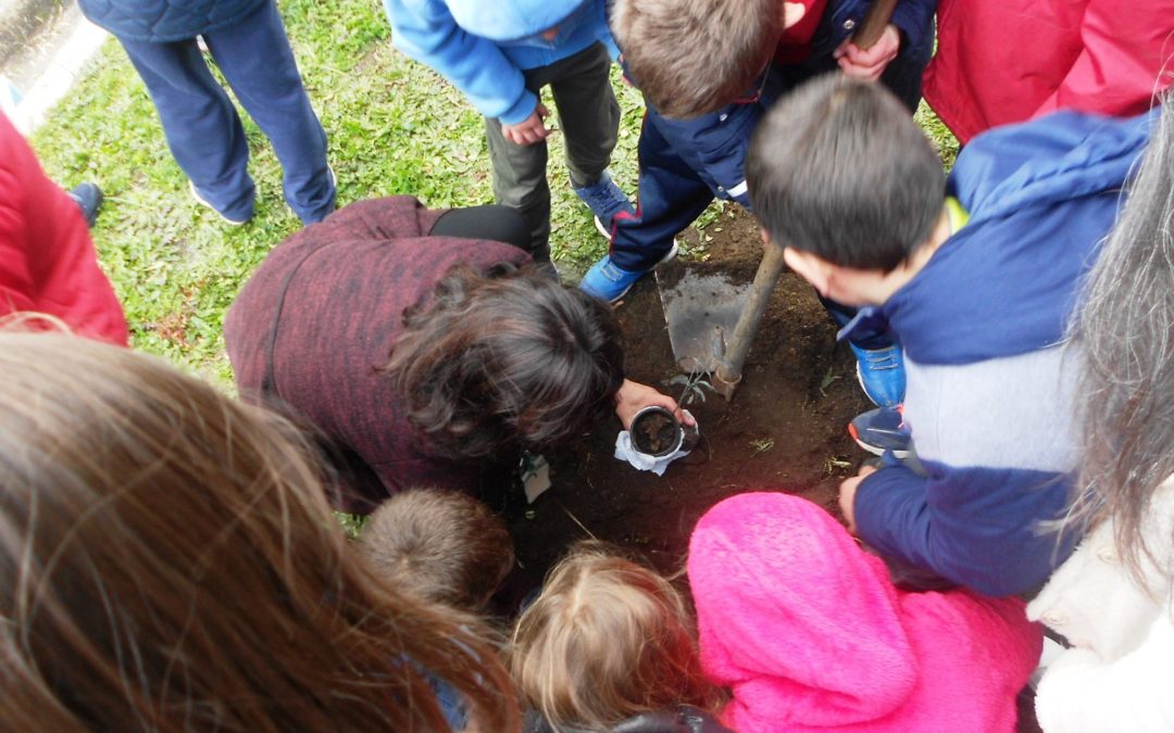 Plantação de árvores