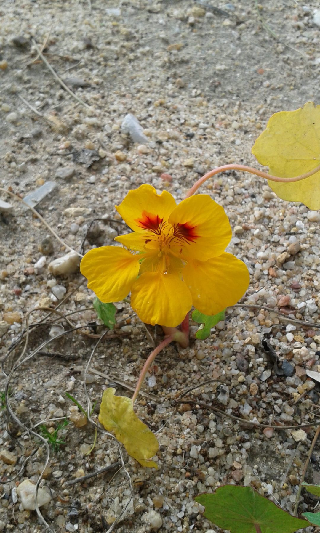 Horta Florida na Escola B 2,3/S da Chamusca