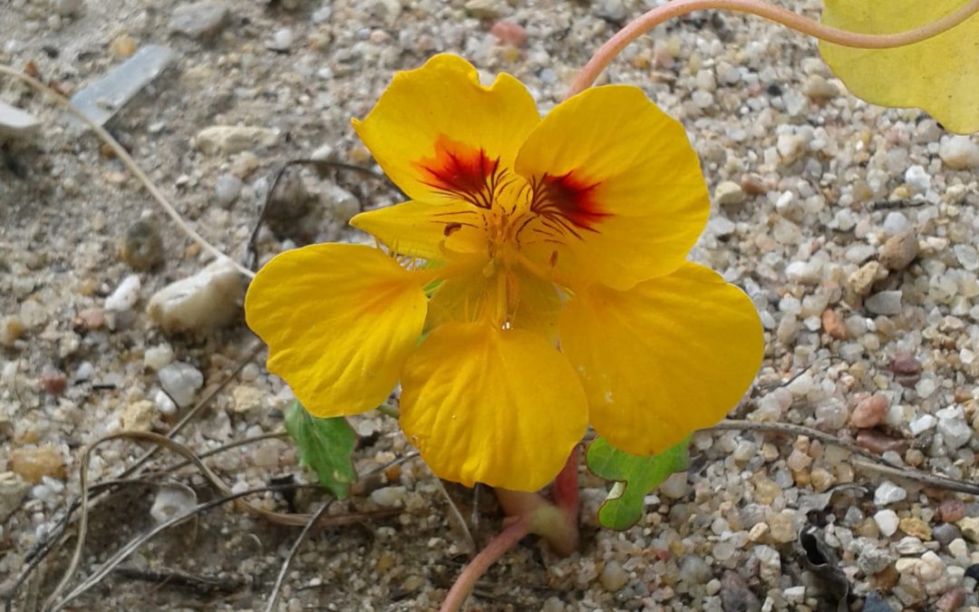 Horta Florida na Escola B 2,3/S da Chamusca
