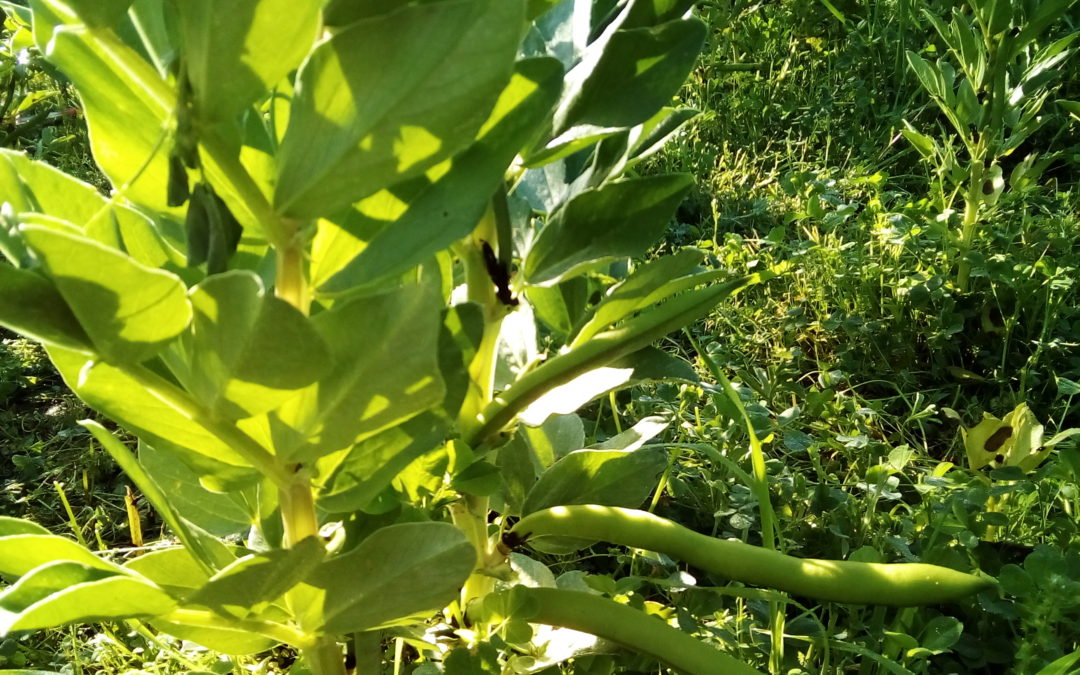 “A nossa horta biológica”