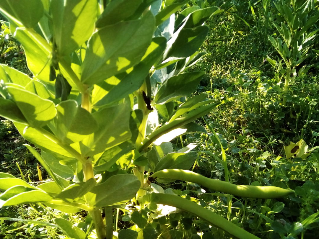 “A nossa horta biológica”