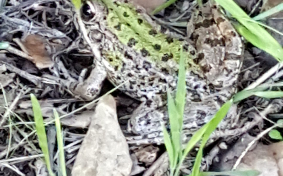 Visita de Estudo ao Parque Ambiental de Santa Margarida e ao Centro Ciência Viva de Constância
