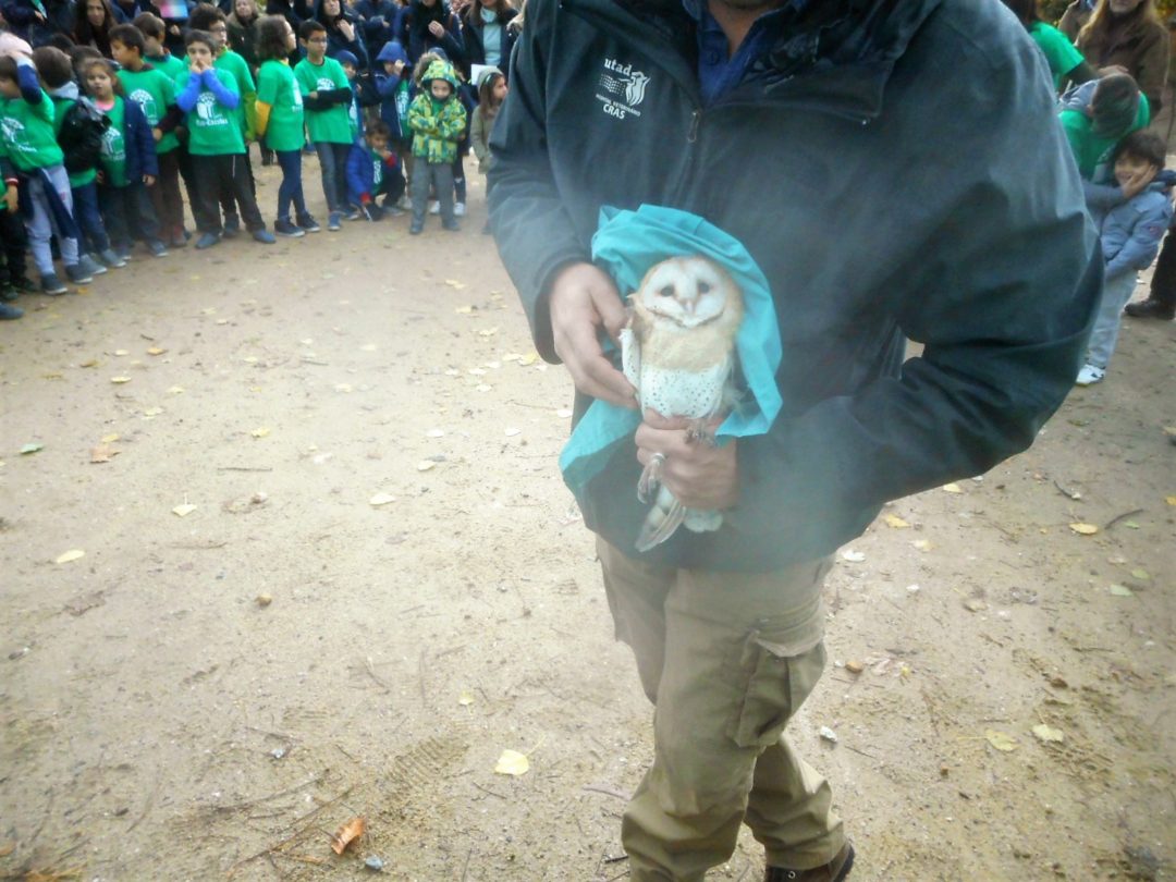 Libertação de uma coruja das torres