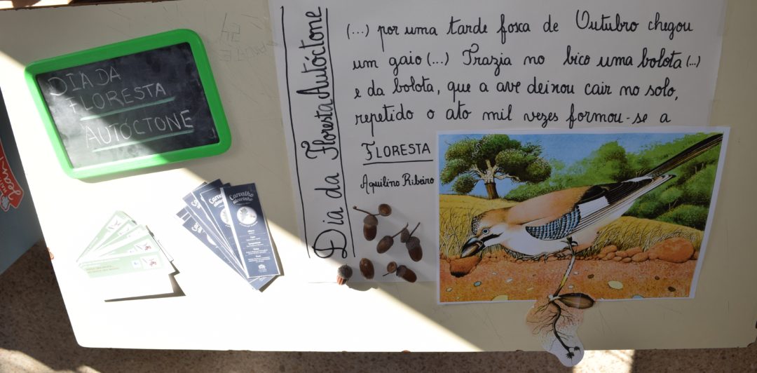 Semeia uma bolota…faz nascer uma árvore!