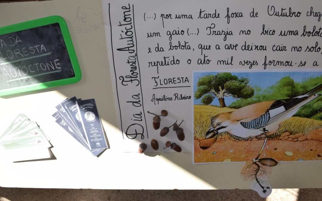 Semeia uma bolota…faz nascer uma árvore!