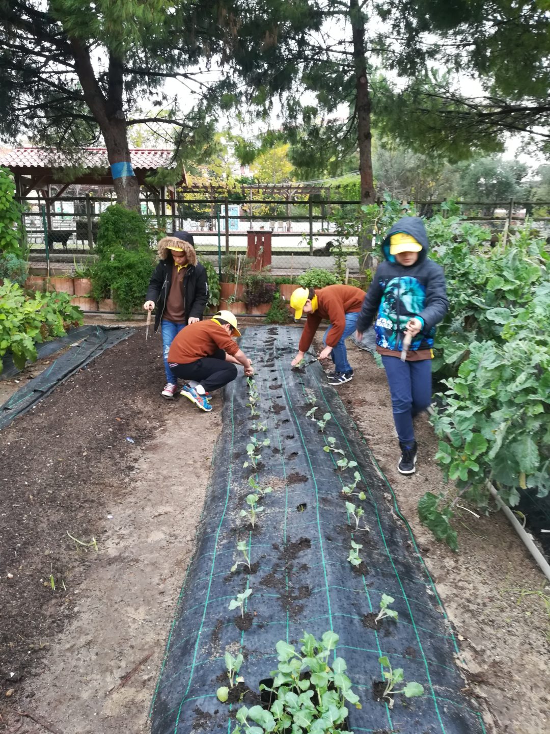 Agricultura Biológica