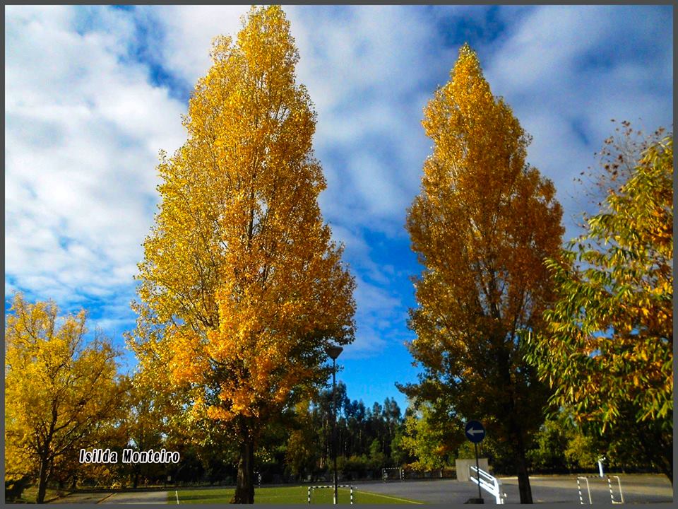 À procura das árvores da escola