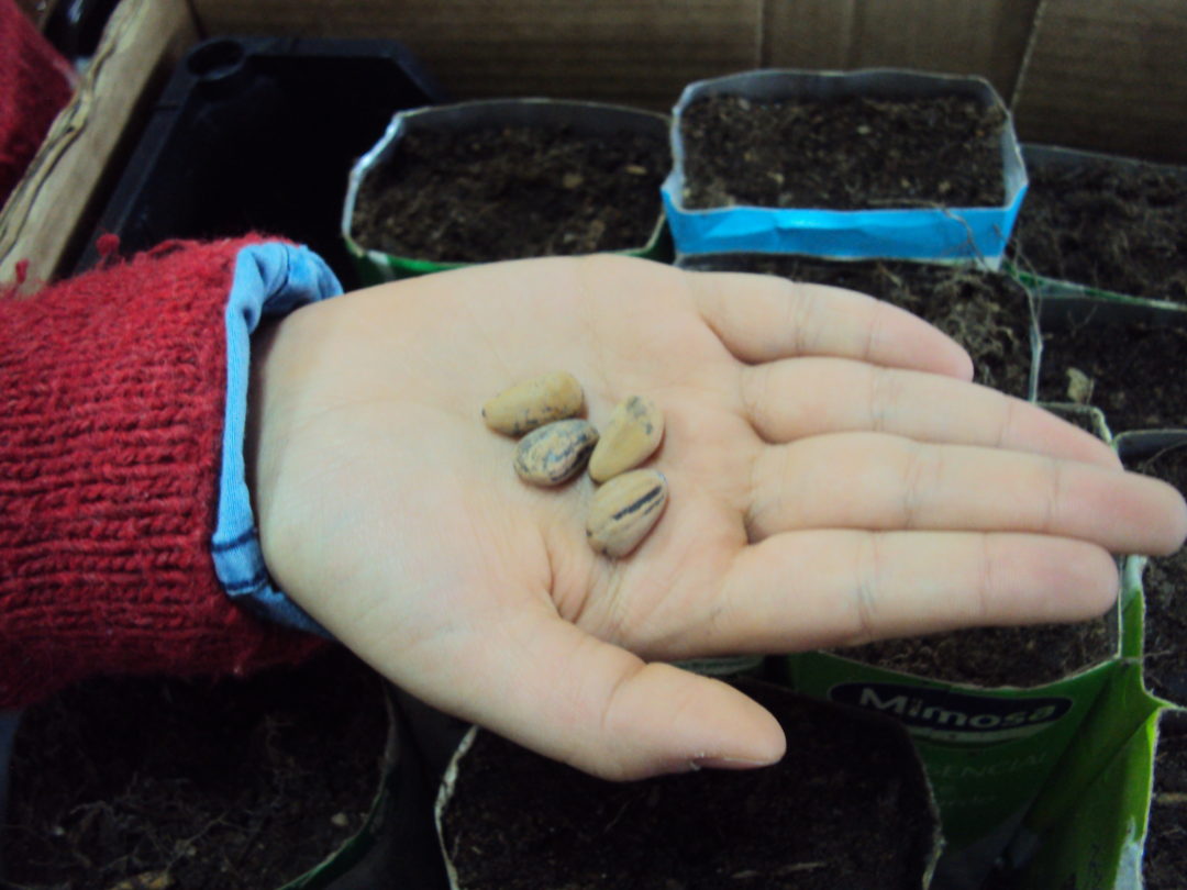 Comemoração do Dia da Floresta Autóctone na EB do Castro