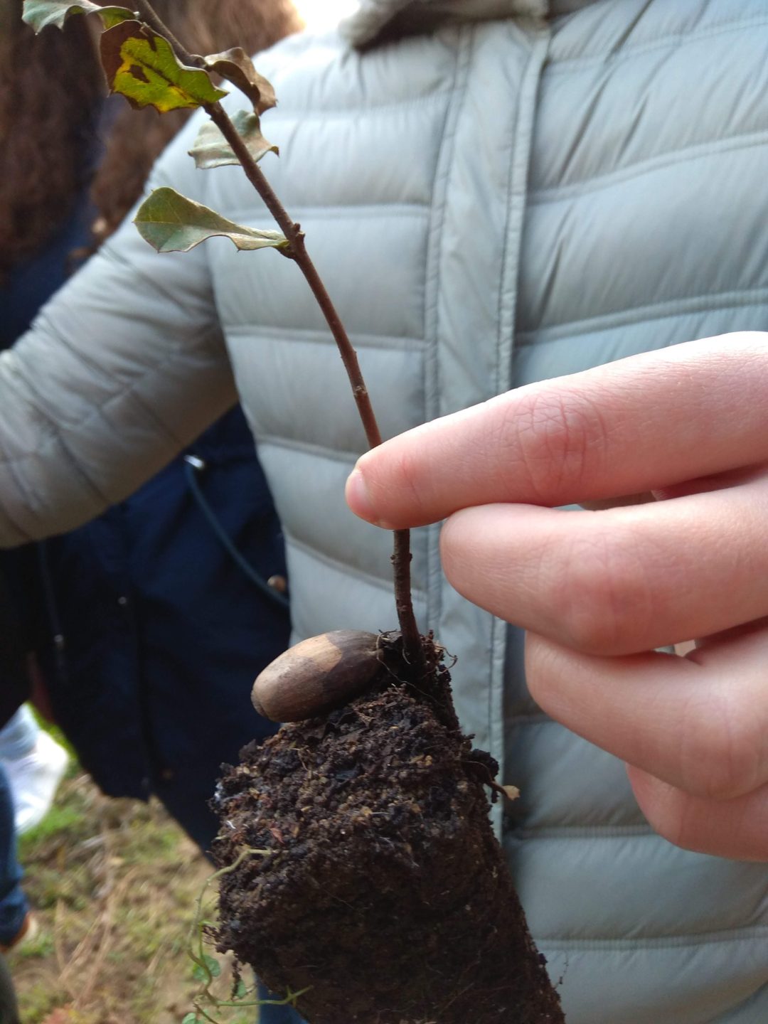 Semana da Floresta Autóctone