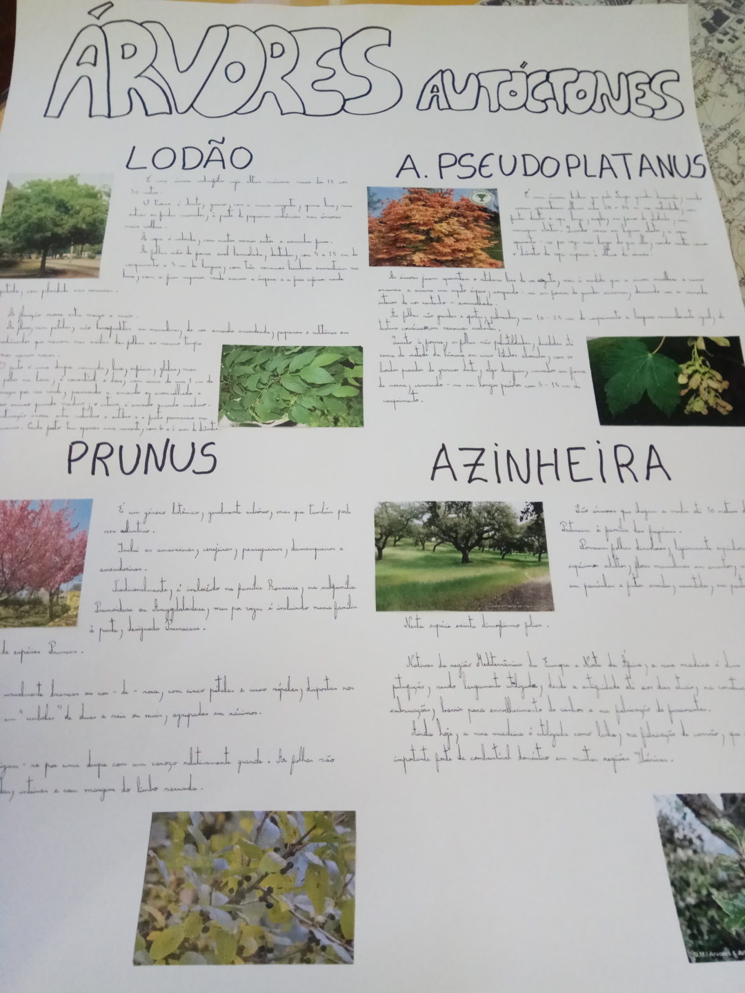 Concurso Cartaz Árvores Autóctones