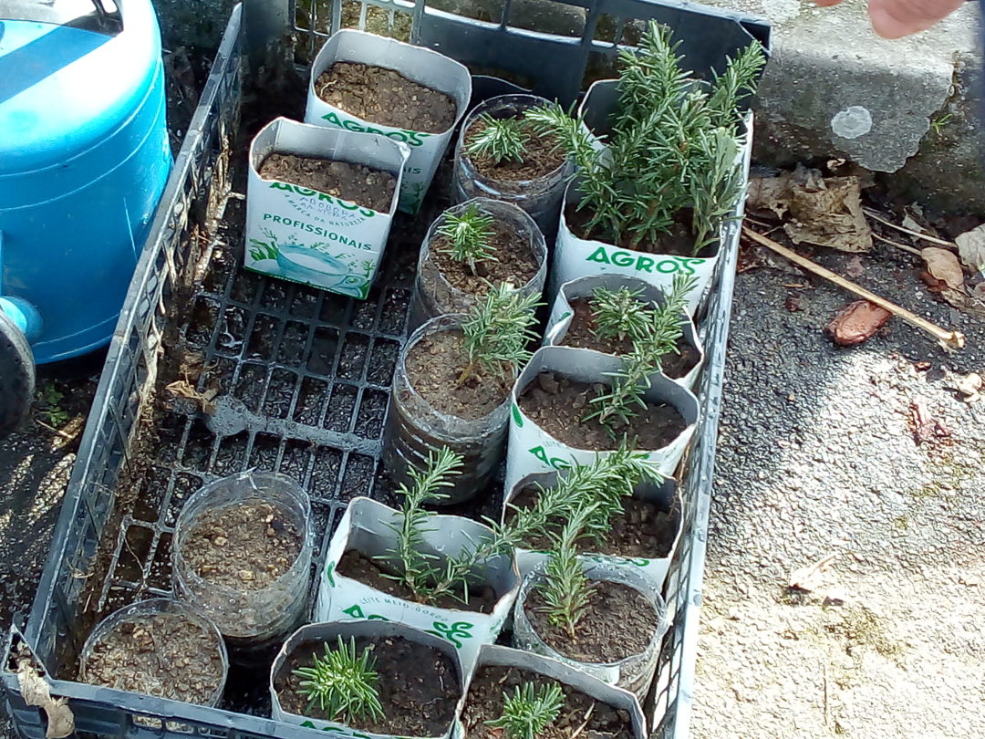 Plantas Aromáticas e Medicinais