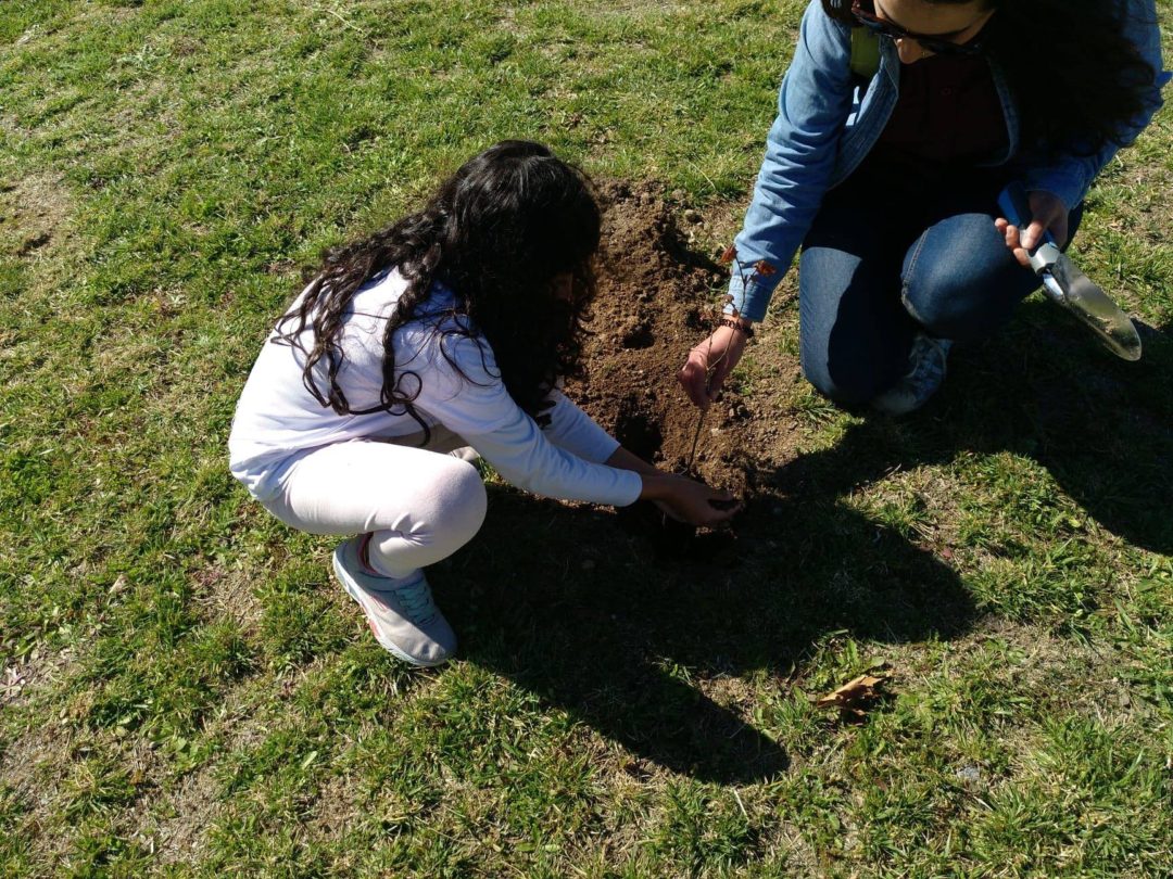 Dia da Árvore- missão reflorestar