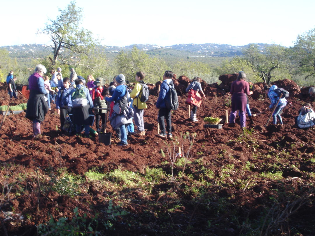 Operação Montanha Verde